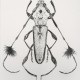 death bug 10