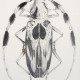 death bug 4