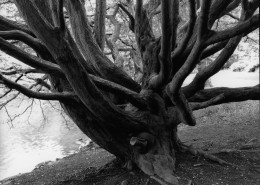 Diana Lui - Tree of Young Love, Djurgarden Park, Stockholm, Sweden (2004) Original handprinted silver bromide print; 99.5cm x 112.5cm, Edition 510