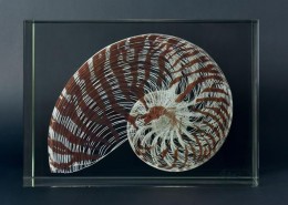 Michal Macku - LII | Nautilus shell, white lines with brown structures; 33cm x 24cm x 14cm
